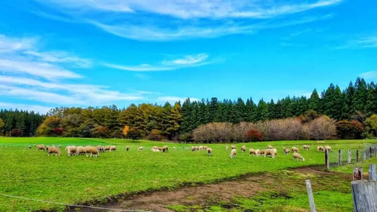 ラム肉はなぜ高い？具体的な要因をもとに解説
